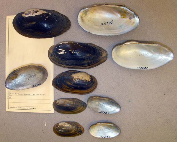 specimen