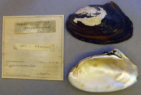 specimen