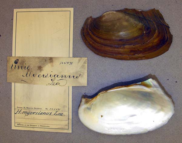 specimen