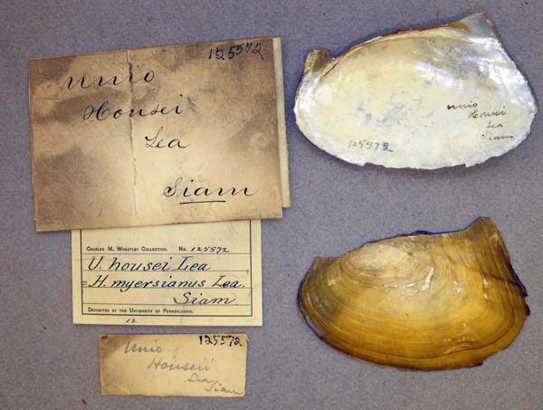 specimen
