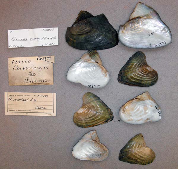 specimen