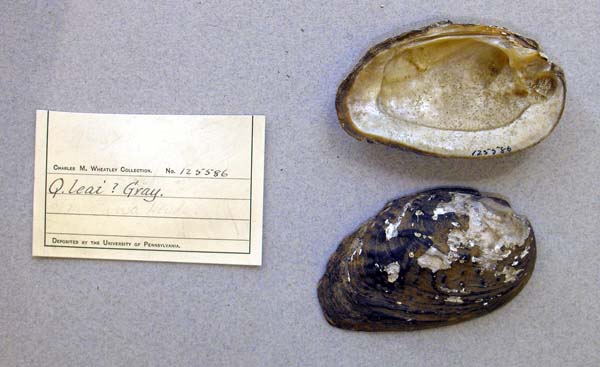specimen