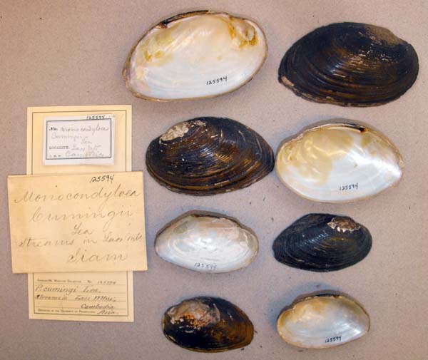 specimen