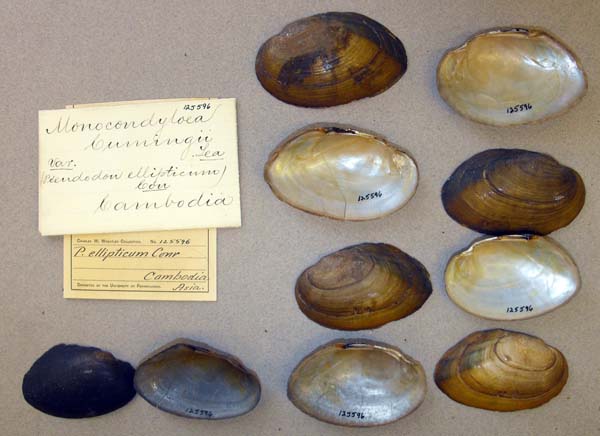 specimen