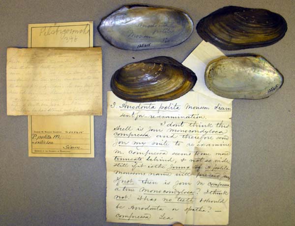 specimen