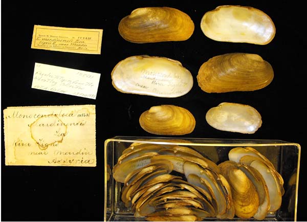 specimen