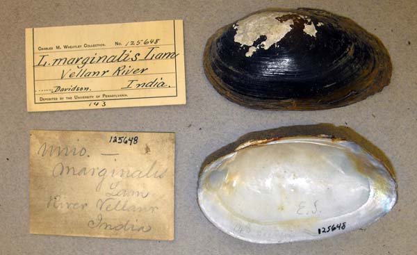 specimen