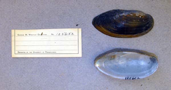 specimen