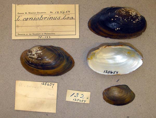 specimen