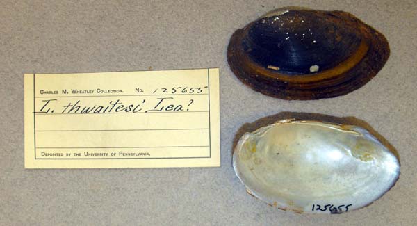 specimen