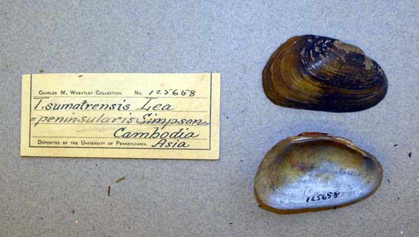 specimen