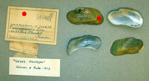 specimen