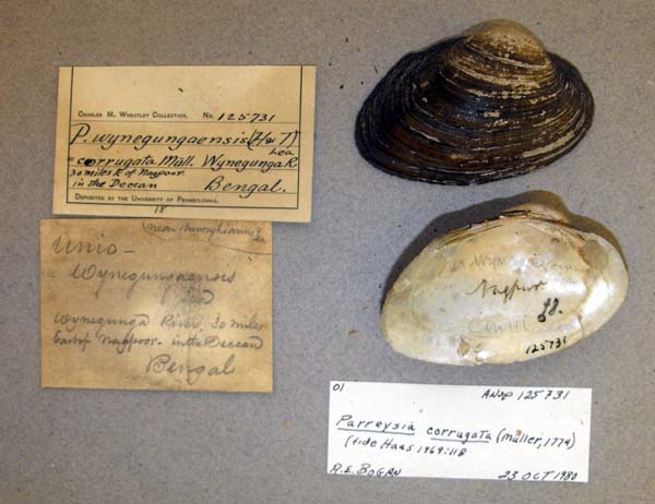 specimen