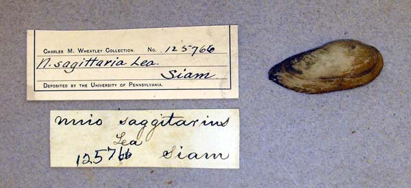 specimen