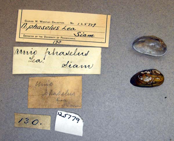 specimen