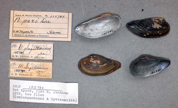specimen