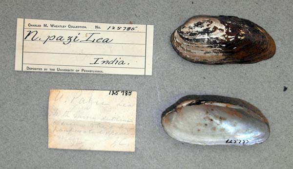 specimen
