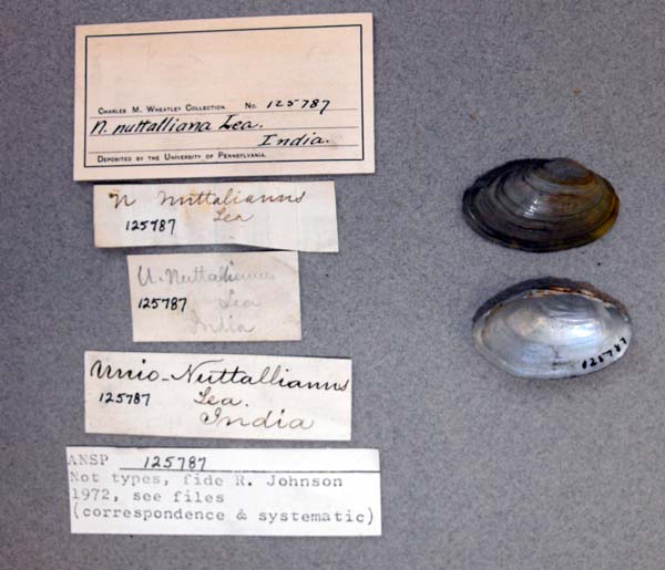 specimen