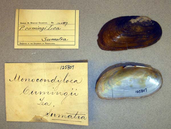 specimen