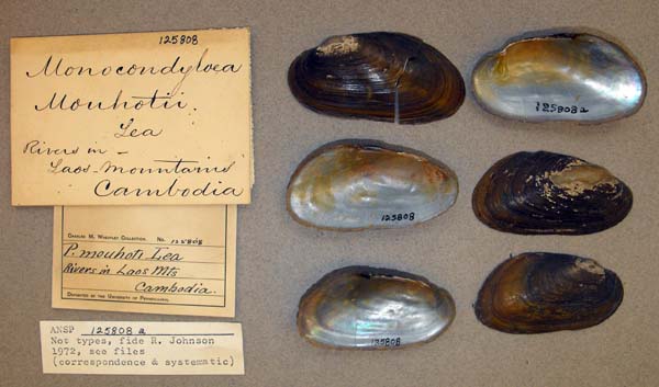 specimen