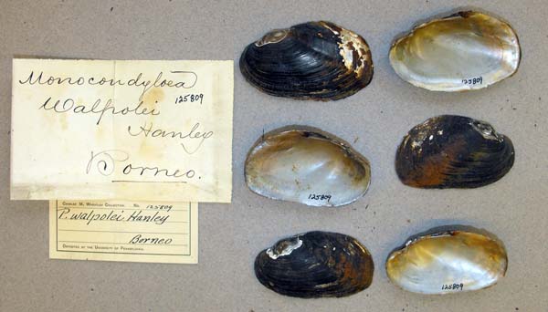 specimen