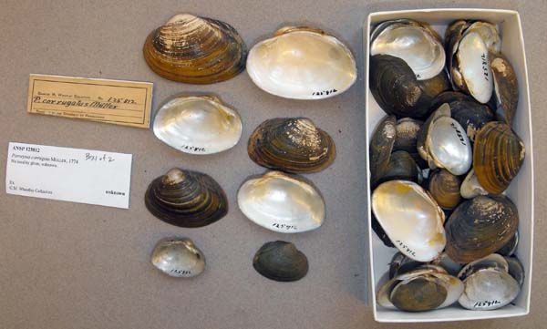 specimen