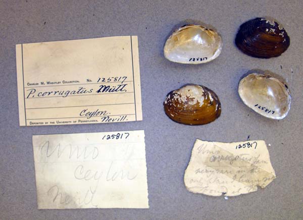 specimen