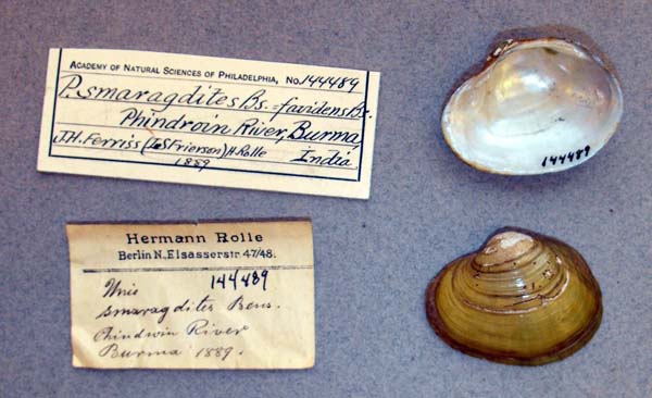 specimen
