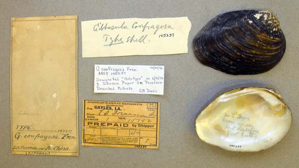specimen