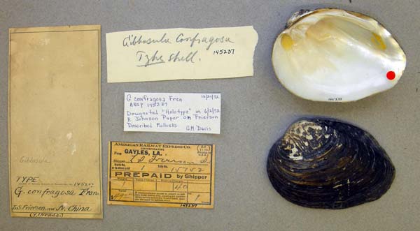 specimen