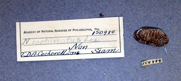 specimen