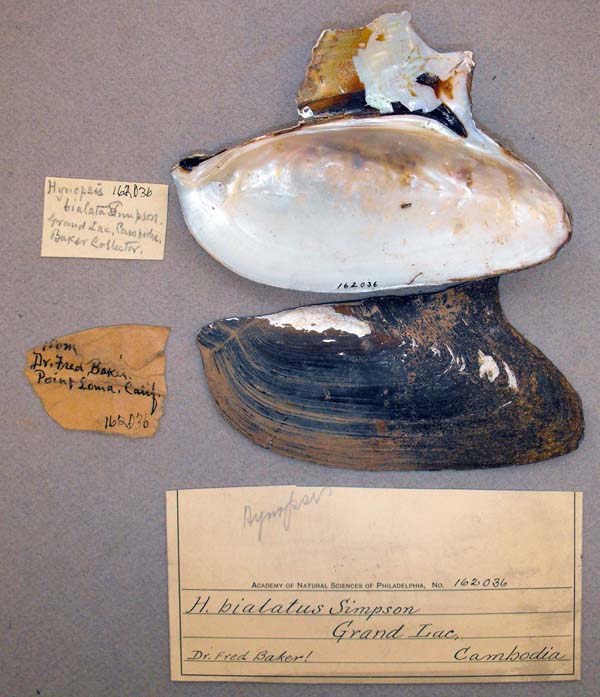 specimen