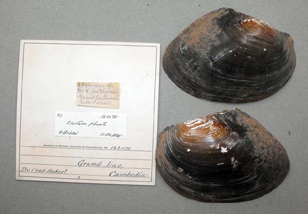 specimen