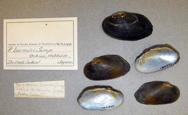 specimen