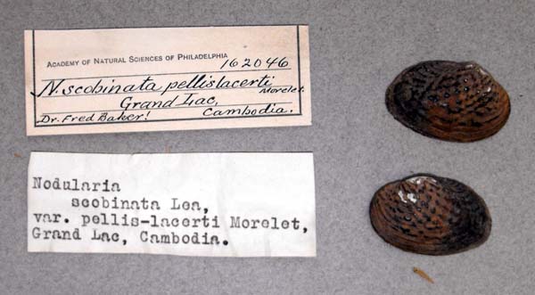 specimen