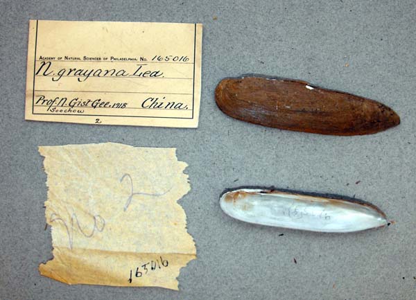 specimen