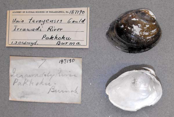specimen