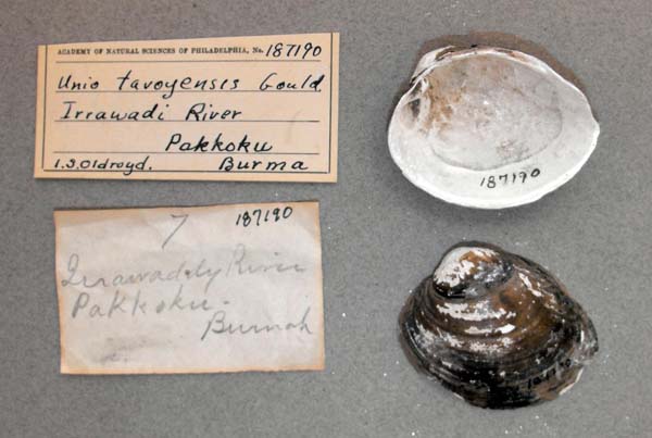 specimen