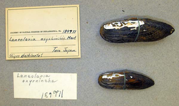 specimen
