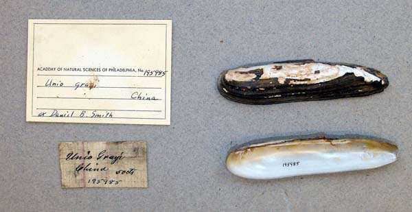 specimen