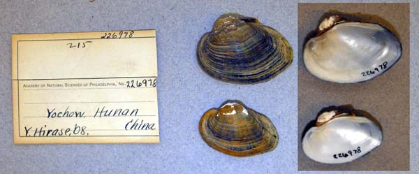 specimen