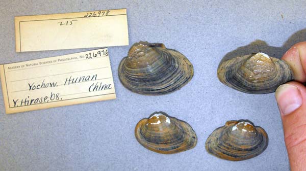 specimen
