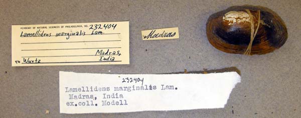 specimen