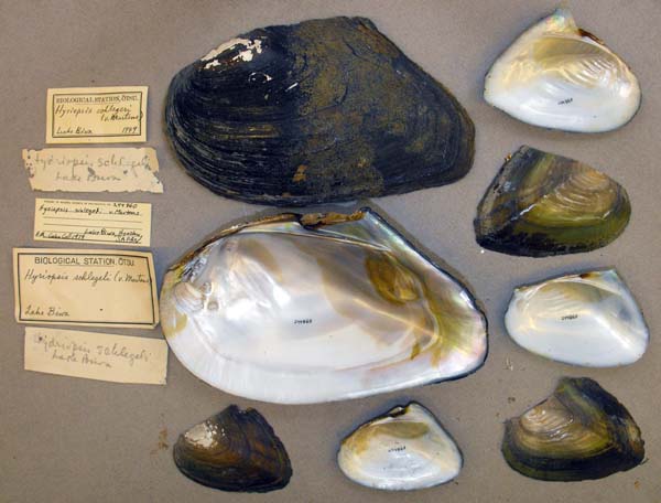 specimen