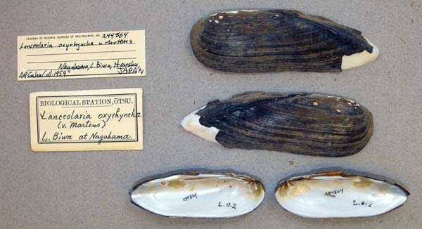 specimen