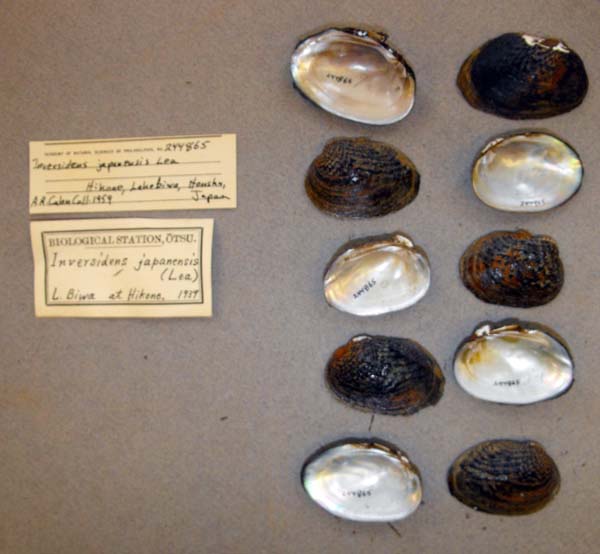 specimen