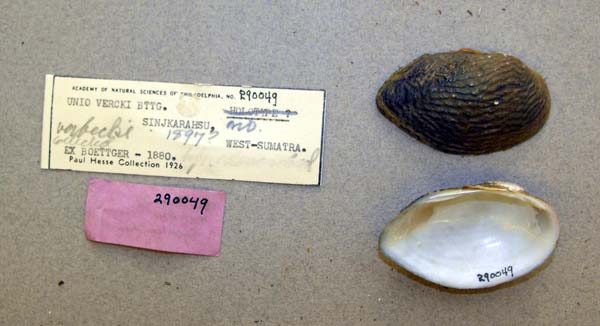 specimen