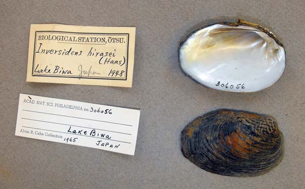 specimen