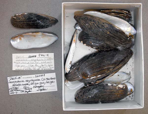 specimen