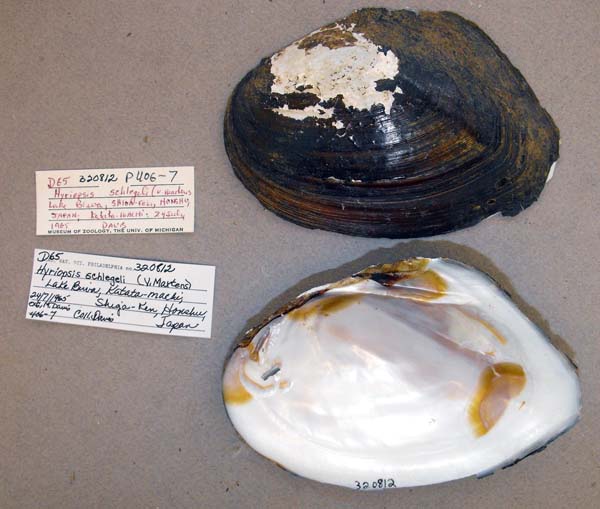 specimen